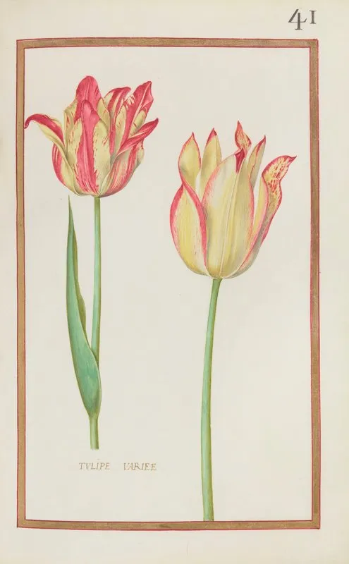 Tulipe Variee 2 Wall Art by Daniel Rabel - High-Resolution Digital Print