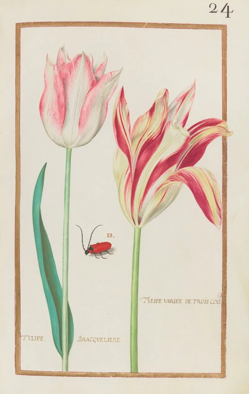 Tulipe Variee De Trois Coul Tulipe Bracqueliere Wall Art by Daniel Rabel - High-Resolution Digital Print