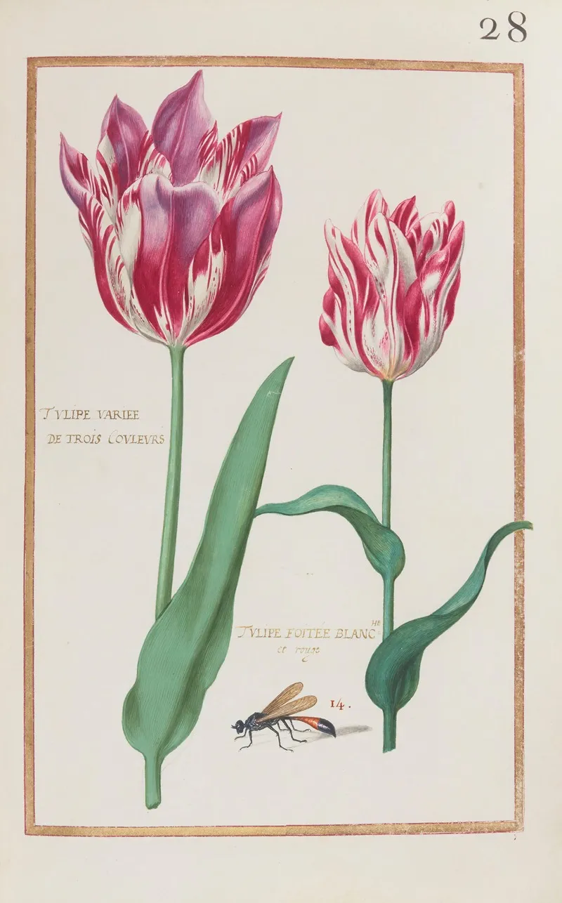 Tulipe Variee De Trois Couleurs Tulipe Foitee Blanche Et Rouge Wall Art by Daniel Rabel - High-Resolution Digital Print