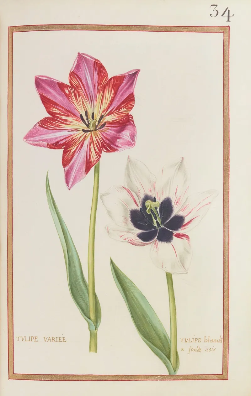 Tulipe Variee Tulipe Blanche A Fond Noir Wall Art by Daniel Rabel - High-Resolution Digital Print