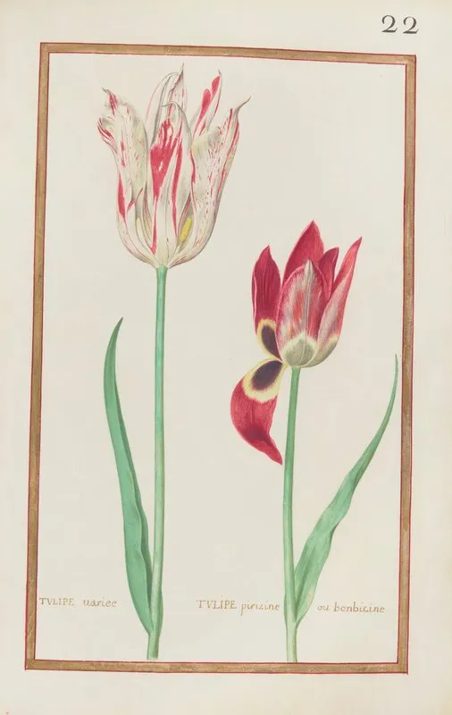 Tulipe Variee Tulipe Pirizine Ou Bonbicine Wall Art by Daniel Rabel - High-Resolution Digital Print