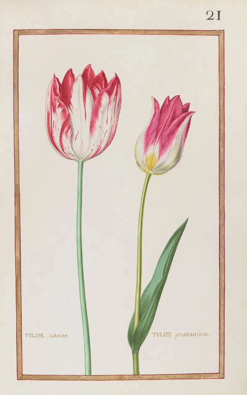 Tulipe Variee Tulipe Printaniere 2 by Daniel Rabel - High-Resolution Digital Print