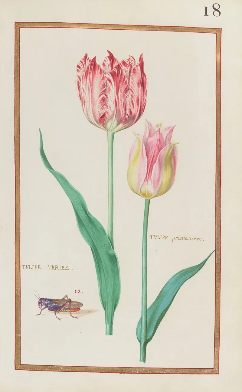 Tulipe Variee Tulipe Printaniere by Daniel Rabel - High-Resolution Digital Print