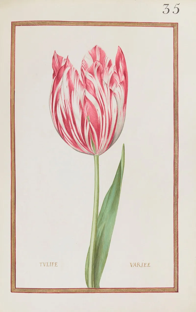 Tulipe Variee Wall Art by Daniel Rabel - High-Resolution Digital Print