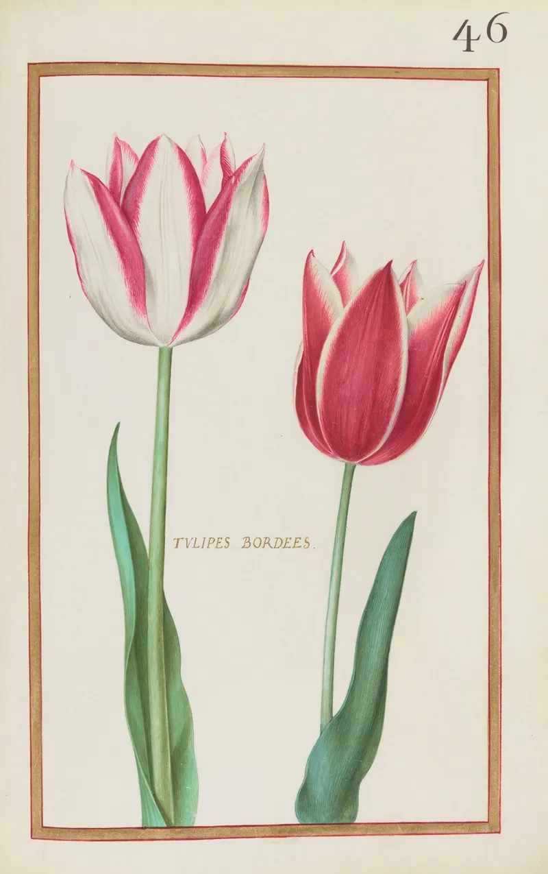 Tulipes Bordees 2 Wall Art by Daniel Rabel - High-Resolution Digital Print