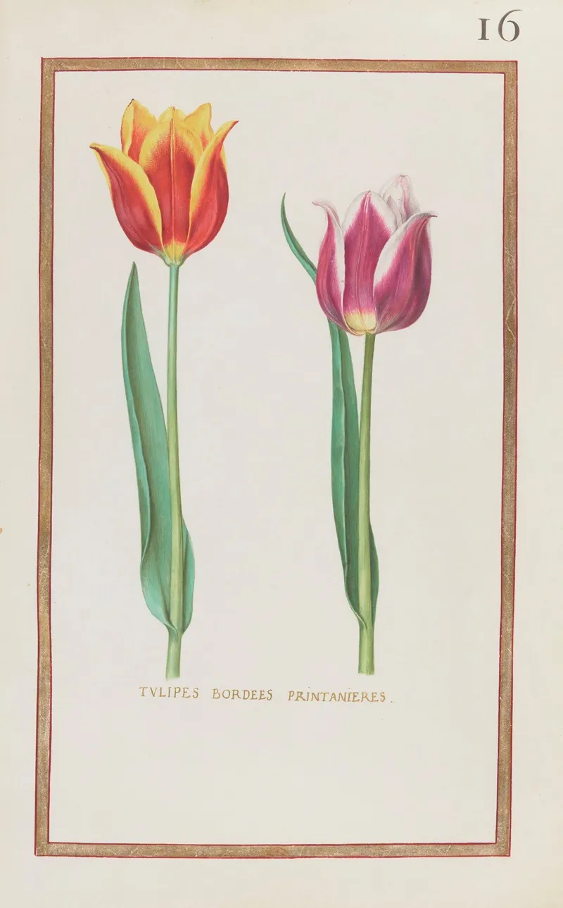 Tulipes Bordees Printanieres by Daniel Rabel - High-Resolution Digital Print