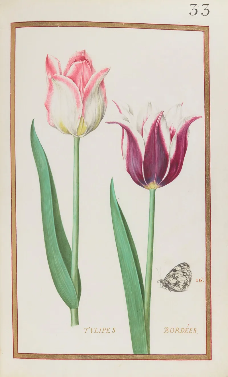 Tulipes Bordees Wall Art by Daniel Rabel - High-Resolution Digital Print