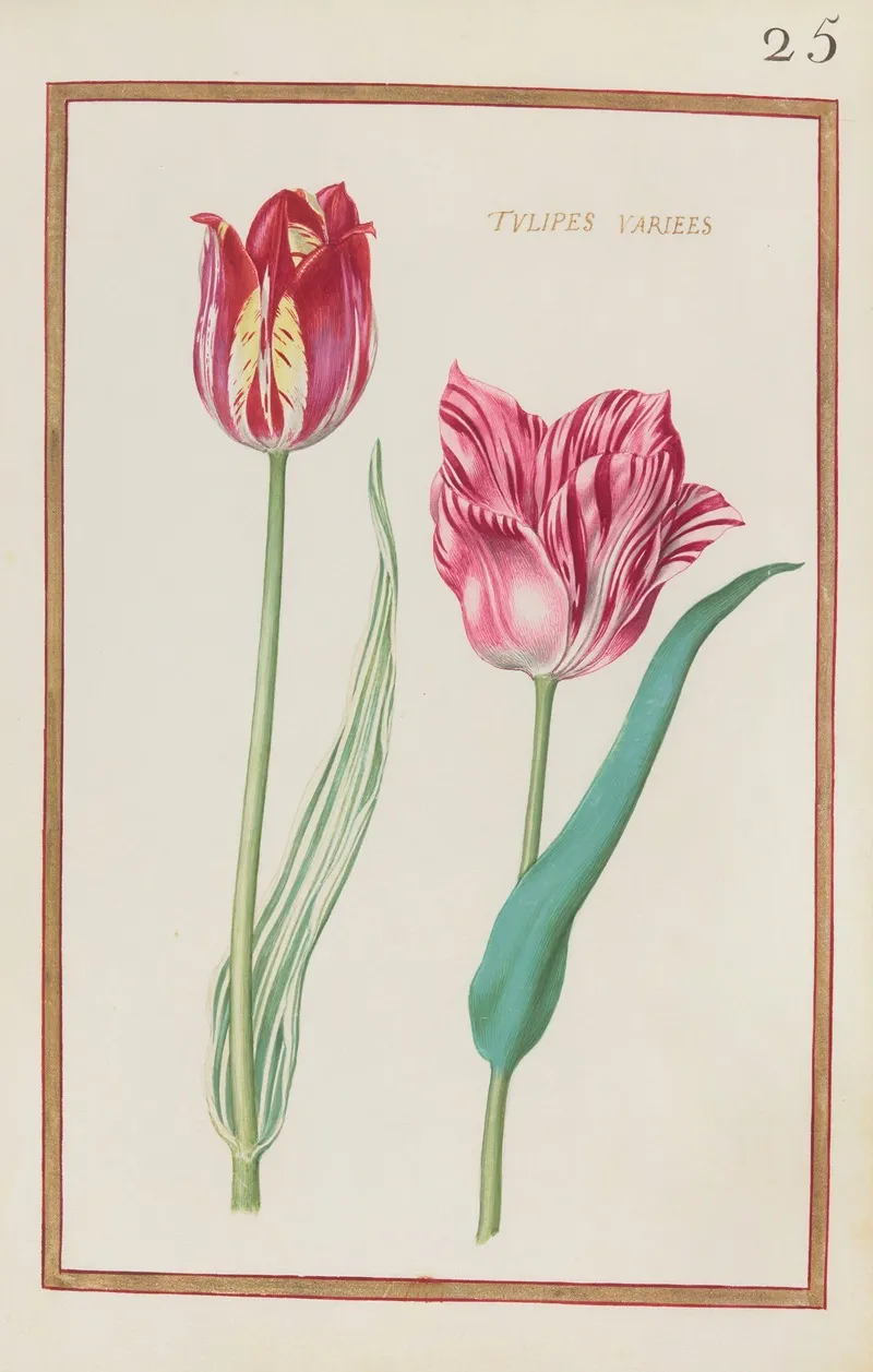 Tulipes Variees 2 Wall Art by Daniel Rabel - High-Resolution Digital Print