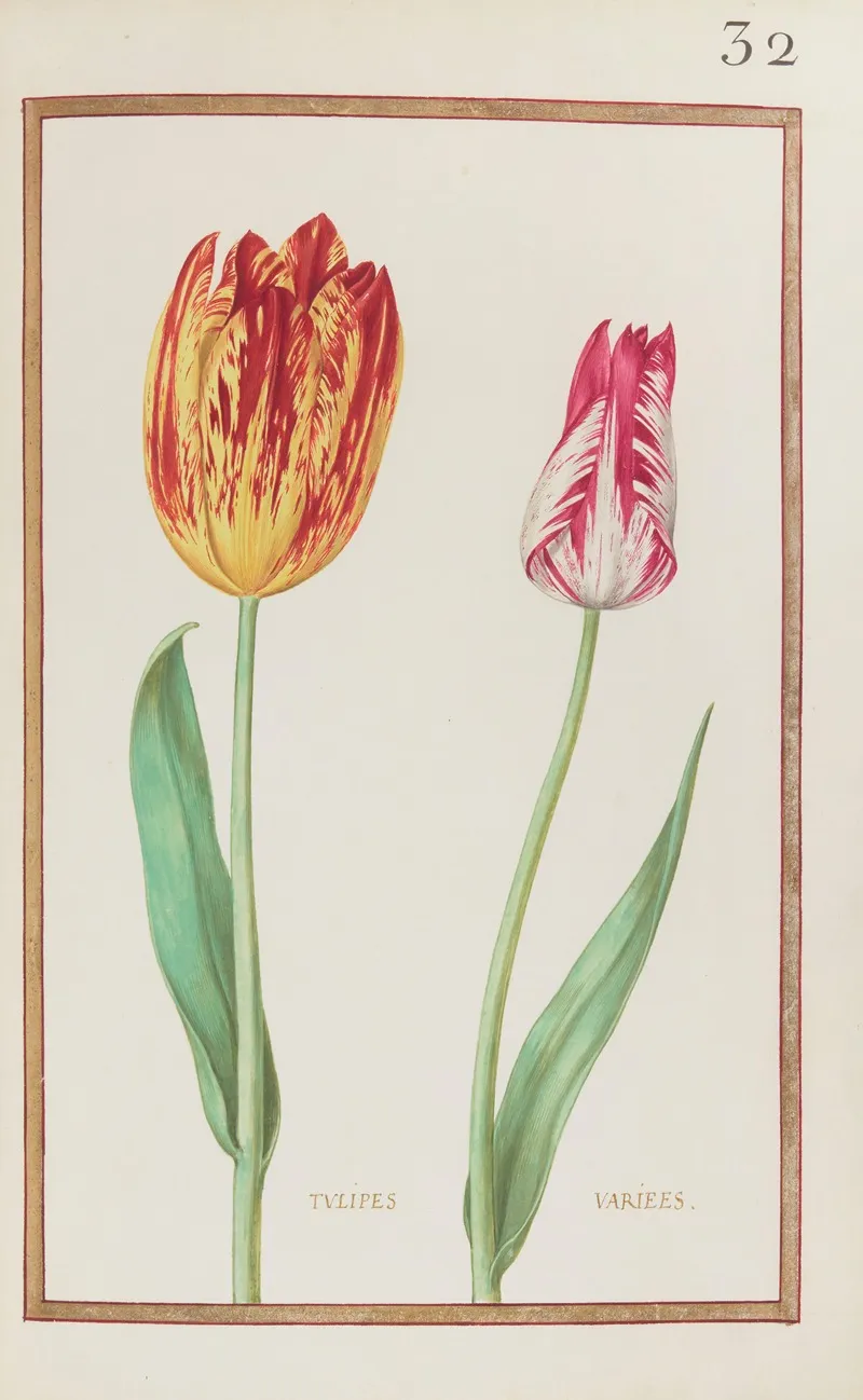 Tulipes Variees 3 Wall Art by Daniel Rabel - High-Resolution Digital Print