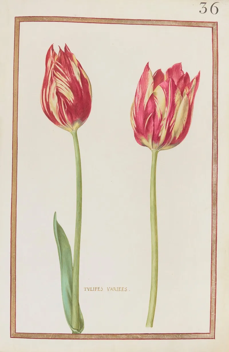 Tulipes Variees 4 Wall Art by Daniel Rabel - High-Resolution Digital Print