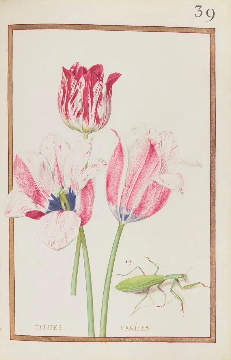 Tulipes Variees 5 Wall Art by Daniel Rabel - High-Resolution Digital Print