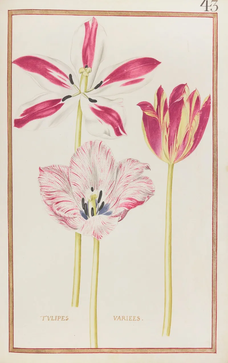 Tulipes Variees 6 Wall Art by Daniel Rabel - High-Resolution Digital Print