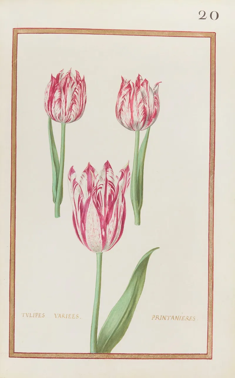 Tulipes Variees Printanieres by Daniel Rabel - High-Resolution Digital Print