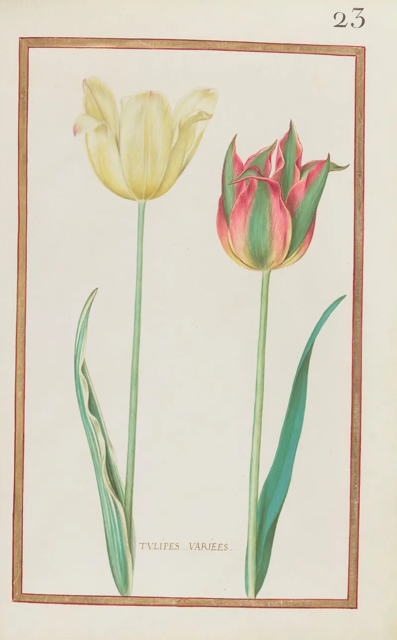 Tulipes Variees Wall Art by Daniel Rabel - High-Resolution Digital Print