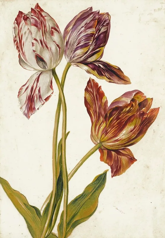 Tulips 2