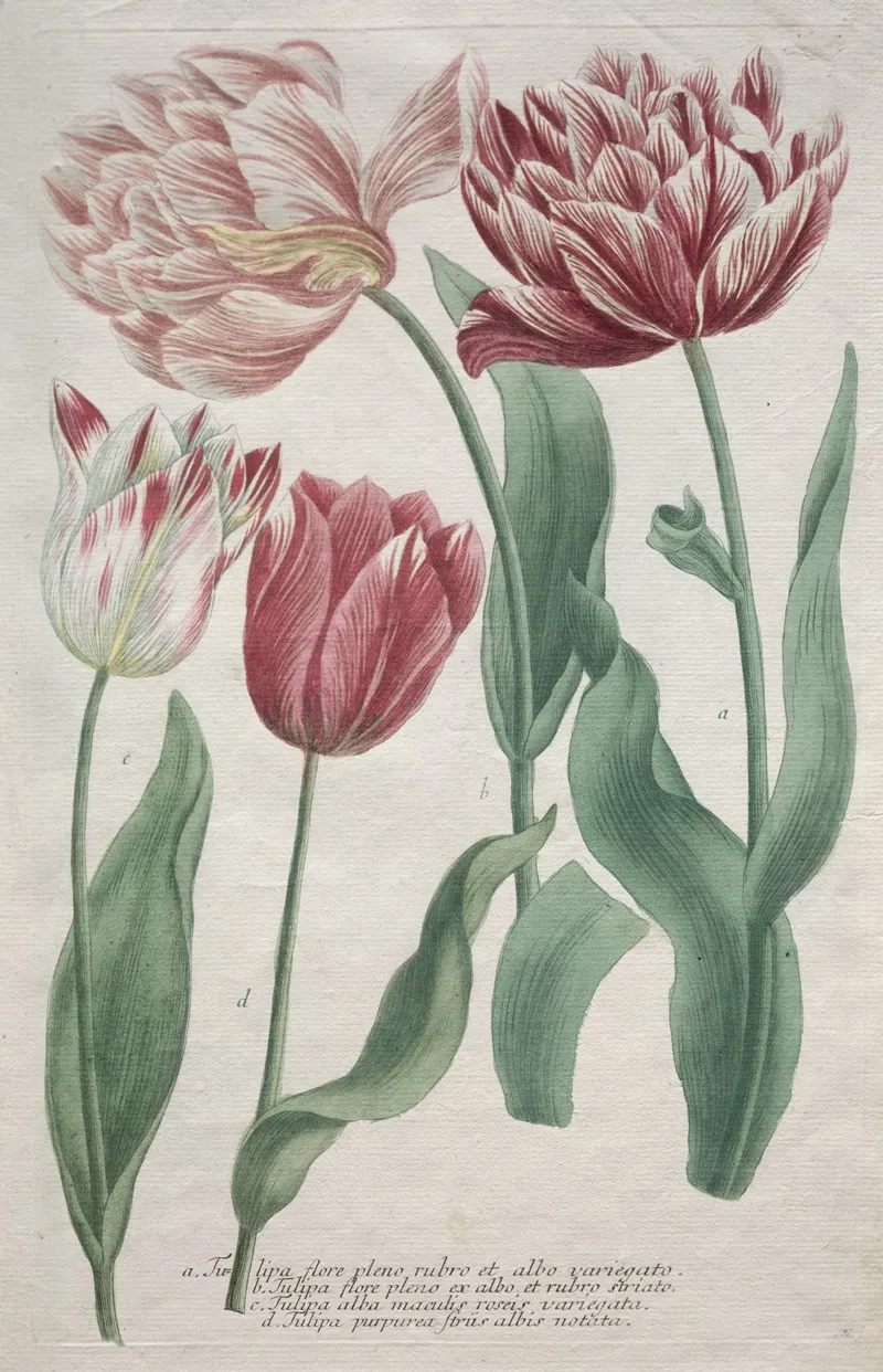 Tulips 4 Wall Art by Bartholomaus Seutter - High-Resolution Digital Print