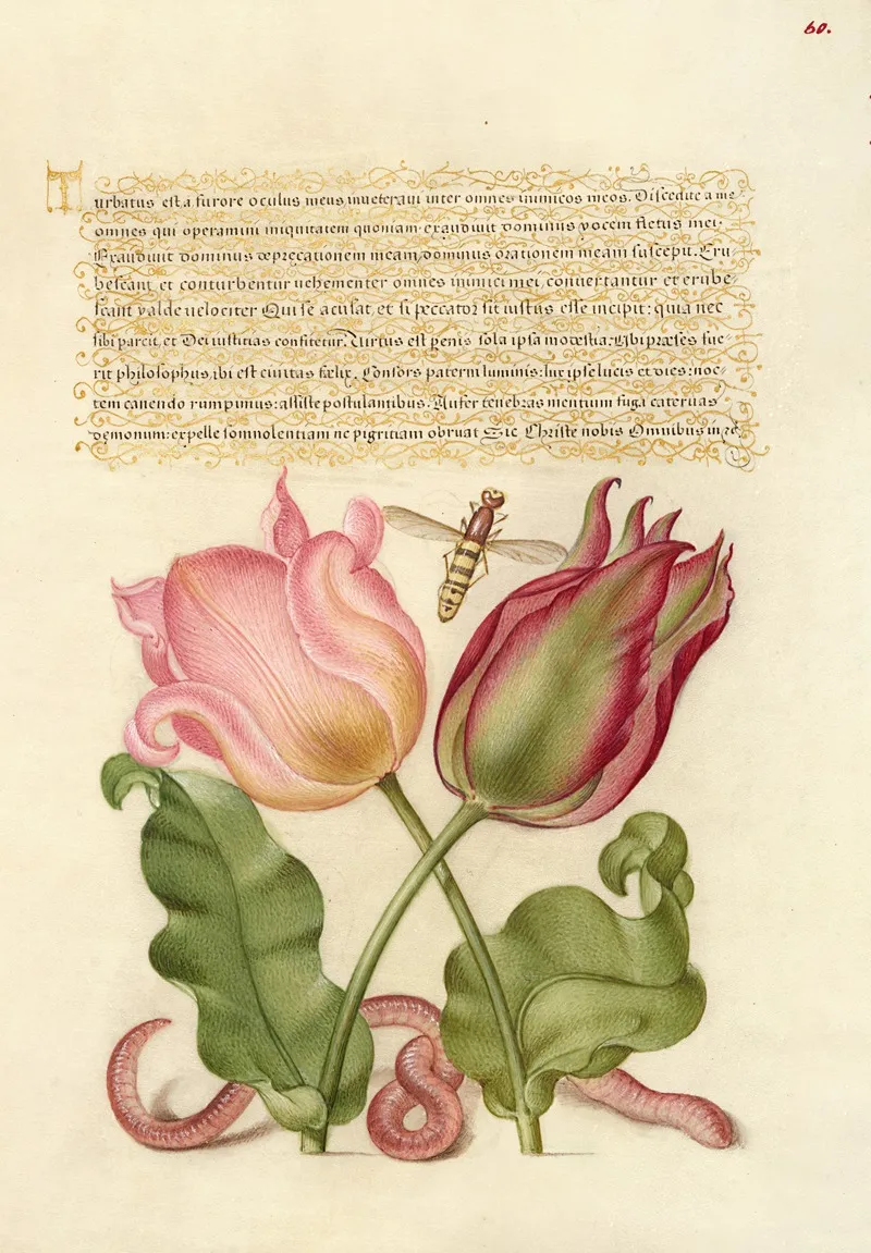 Tulips Insect And Worm