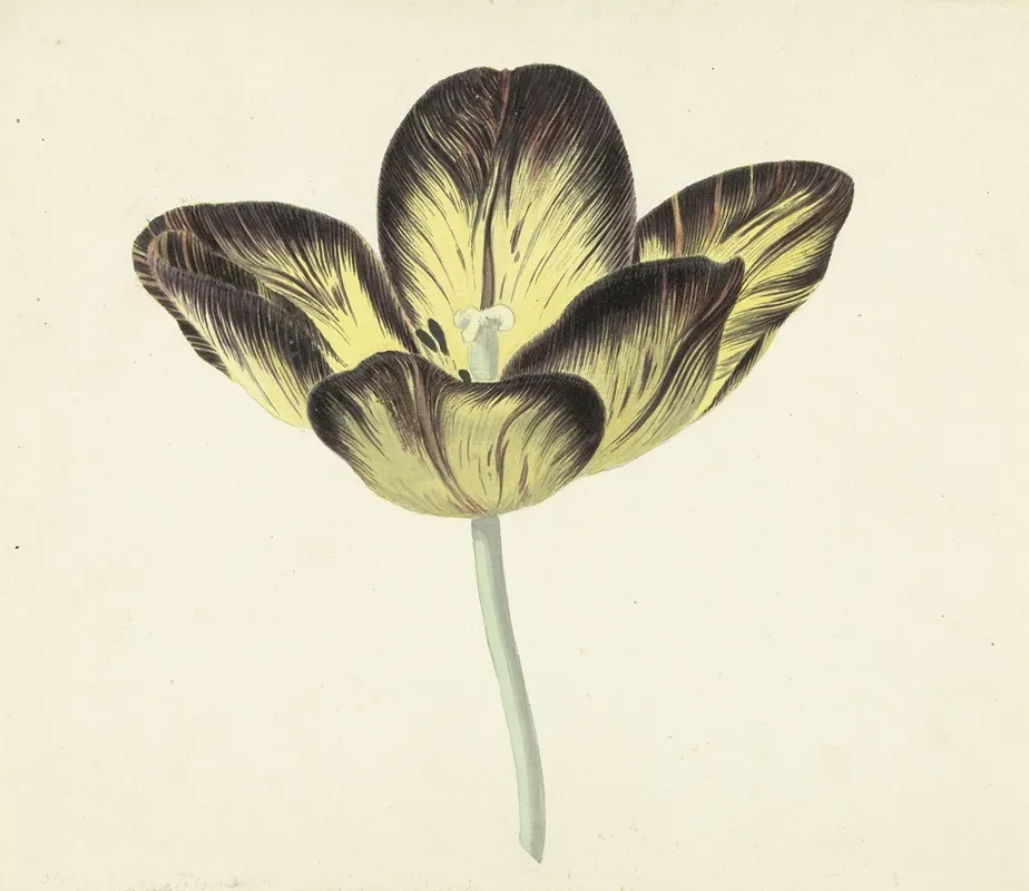 Tulp Genaamd Bizard Egiptienne Wall Art by Cornelis van Noorde - High-Resolution Digital Print