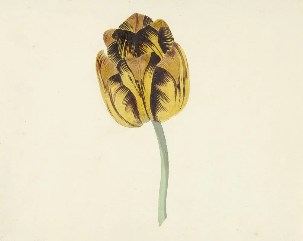 Tulp Genaamd Bizard Leodie Wall Art by Cornelis van Noorde - High-Resolution Digital Print