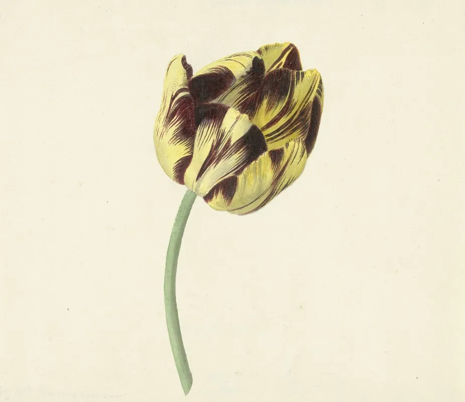 Tulp Genaamd Bizard Pontifex Romanus Wall Art by Cornelis van Noorde - High-Resolution Digital Print