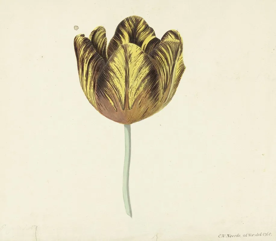 Tulp Genaamd Bizard Sub A Wall Art by Cornelis van Noorde - High-Resolution Digital Print