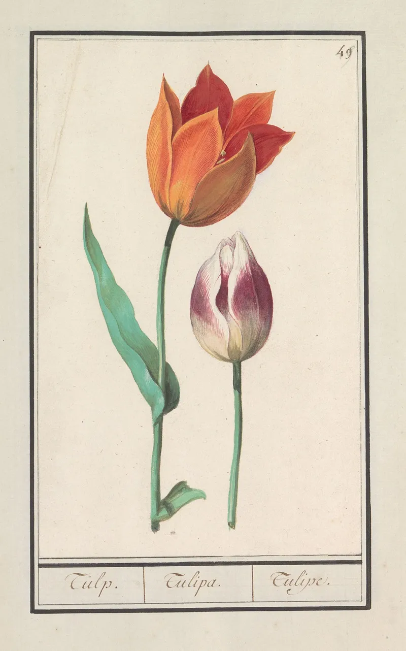 Tulp Tulipa 11 Wall Art by Anselmus Boëtius de Boodt - High-Resolution Digital Print