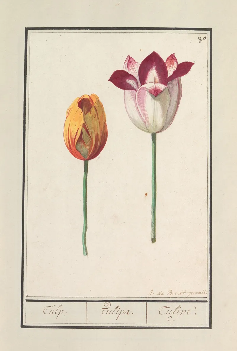 Tulp Tulipa 12 Wall Art by Anselmus Boëtius de Boodt - High-Resolution Digital Print