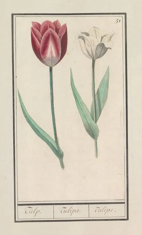 Tulp Tulipa 13 Wall Art by Anselmus Boëtius de Boodt - High-Resolution Digital Print