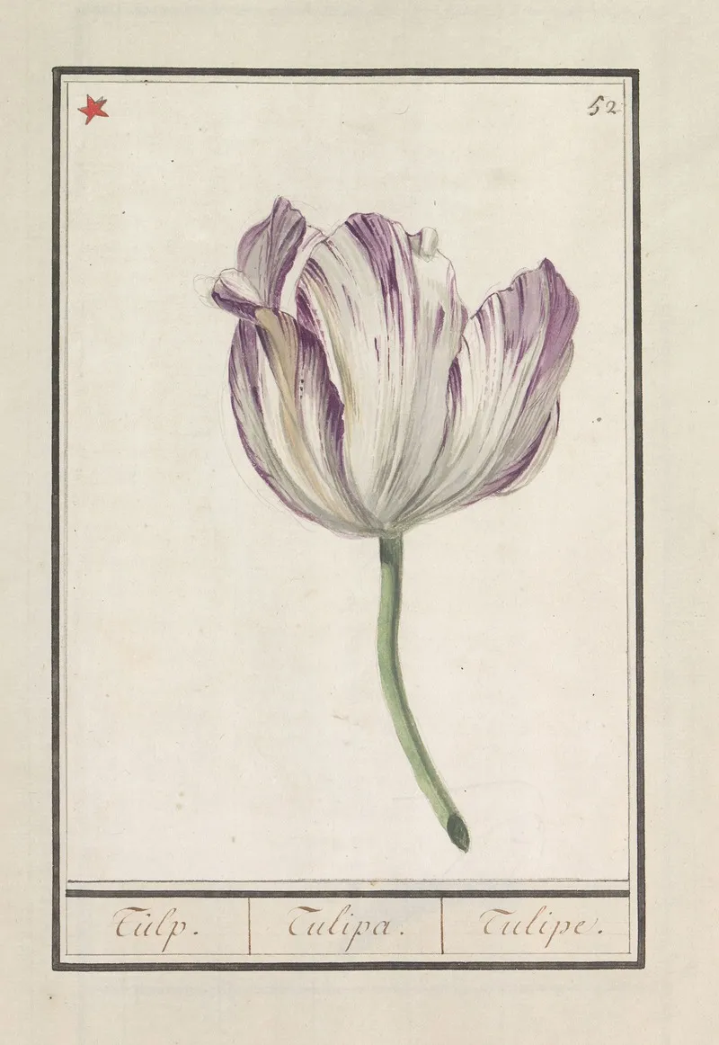 Tulp Tulipa 14 Wall Art by Anselmus Boëtius de Boodt - High-Resolution Digital Print