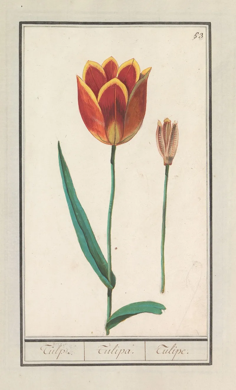 Tulp Tulipa 15 Wall Art by Anselmus Boëtius de Boodt - High-Resolution Digital Print