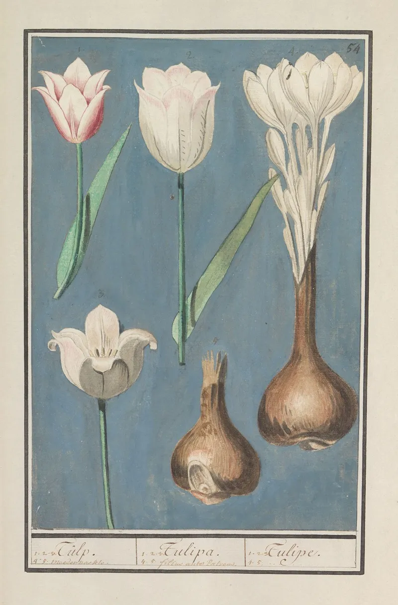 Tulp Tulipa 16 Wall Art by Anselmus Boëtius de Boodt - High-Resolution Digital Print