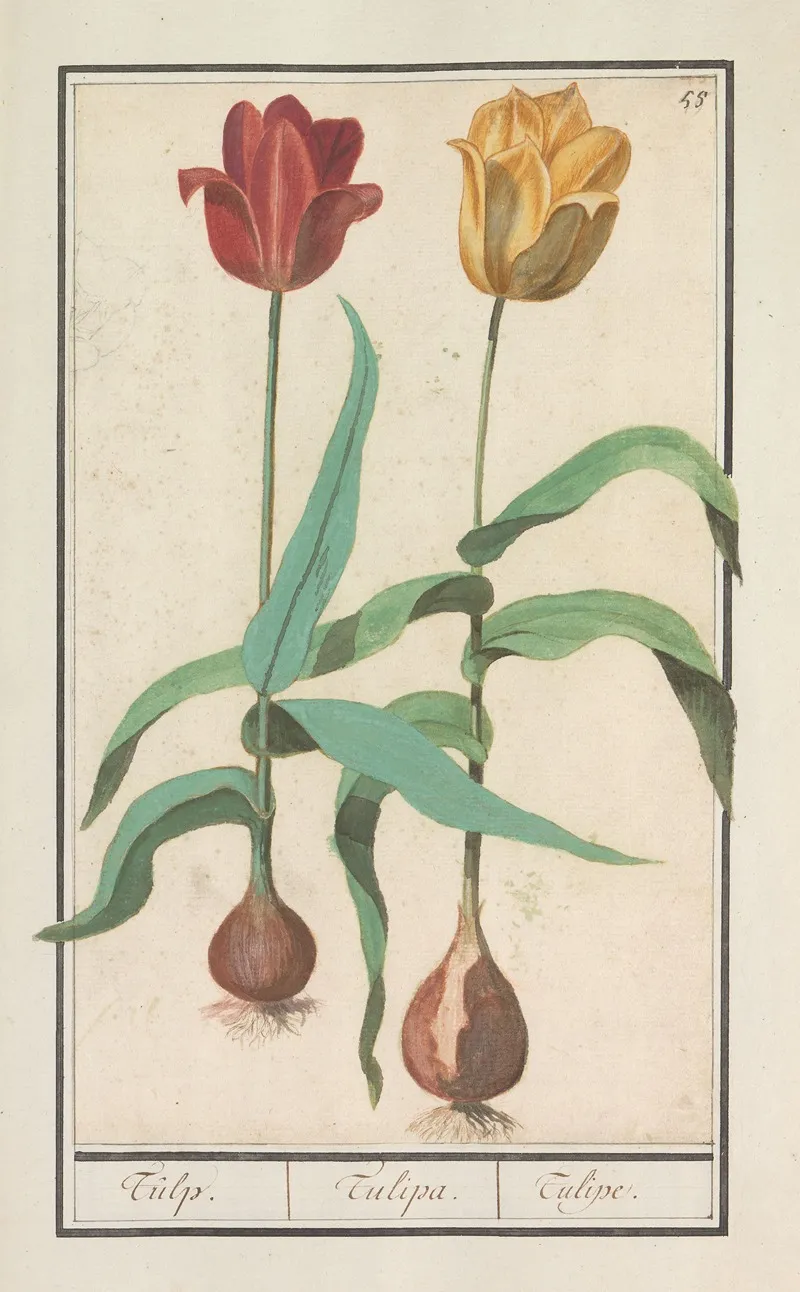 Tulp Tulipa 17 Wall Art by Anselmus Boëtius de Boodt - High-Resolution Digital Print