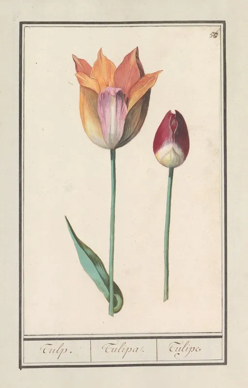 Tulp Tulipa 18 Wall Art by Anselmus Boëtius de Boodt - High-Resolution Digital Print