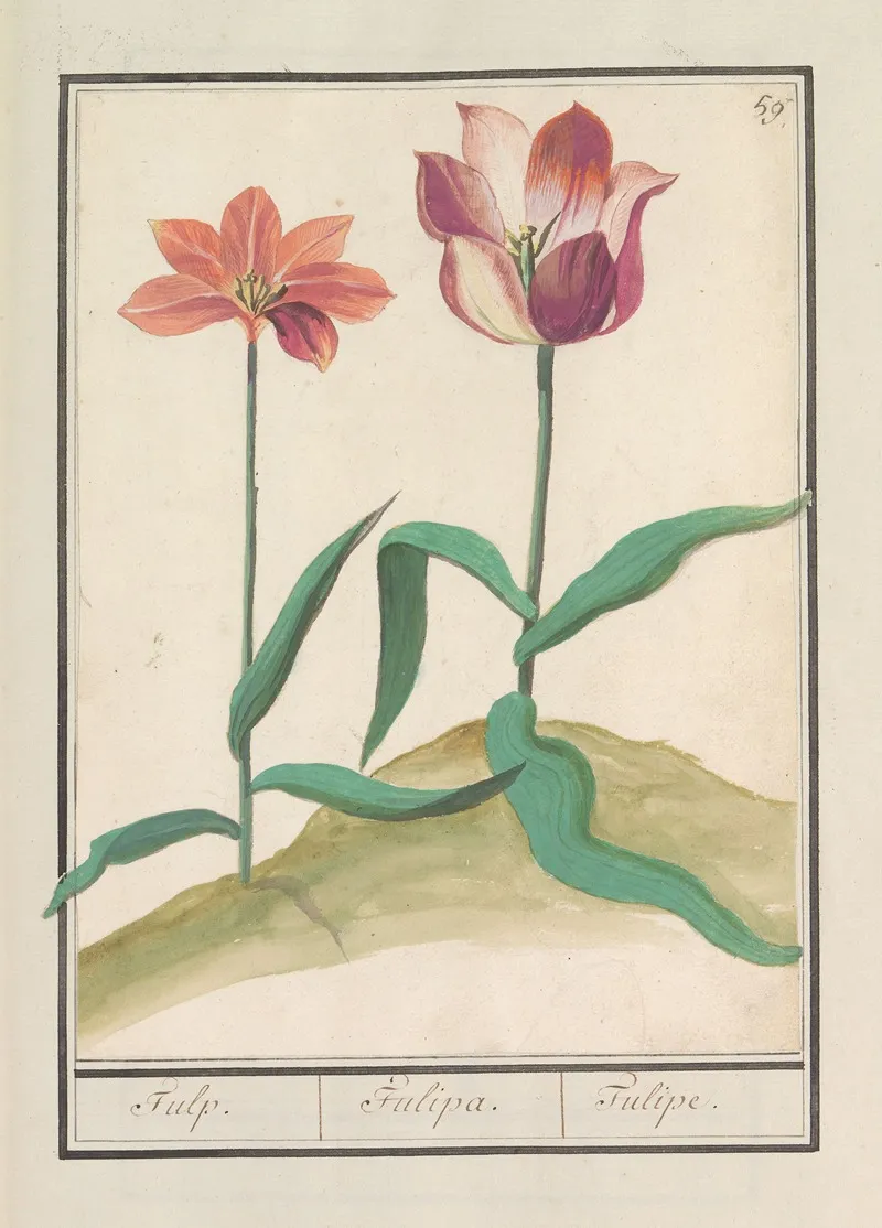 Tulp Tulipa 20 Wall Art by Anselmus Boëtius de Boodt - High-Resolution Digital Print