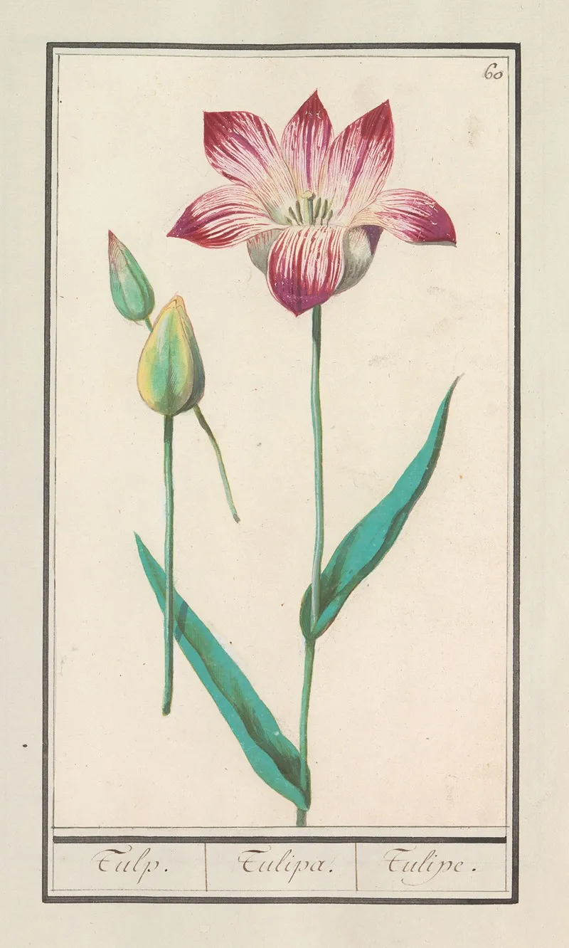 Tulp Tulipa 21 Wall Art by Anselmus Boëtius de Boodt - High-Resolution Digital Print