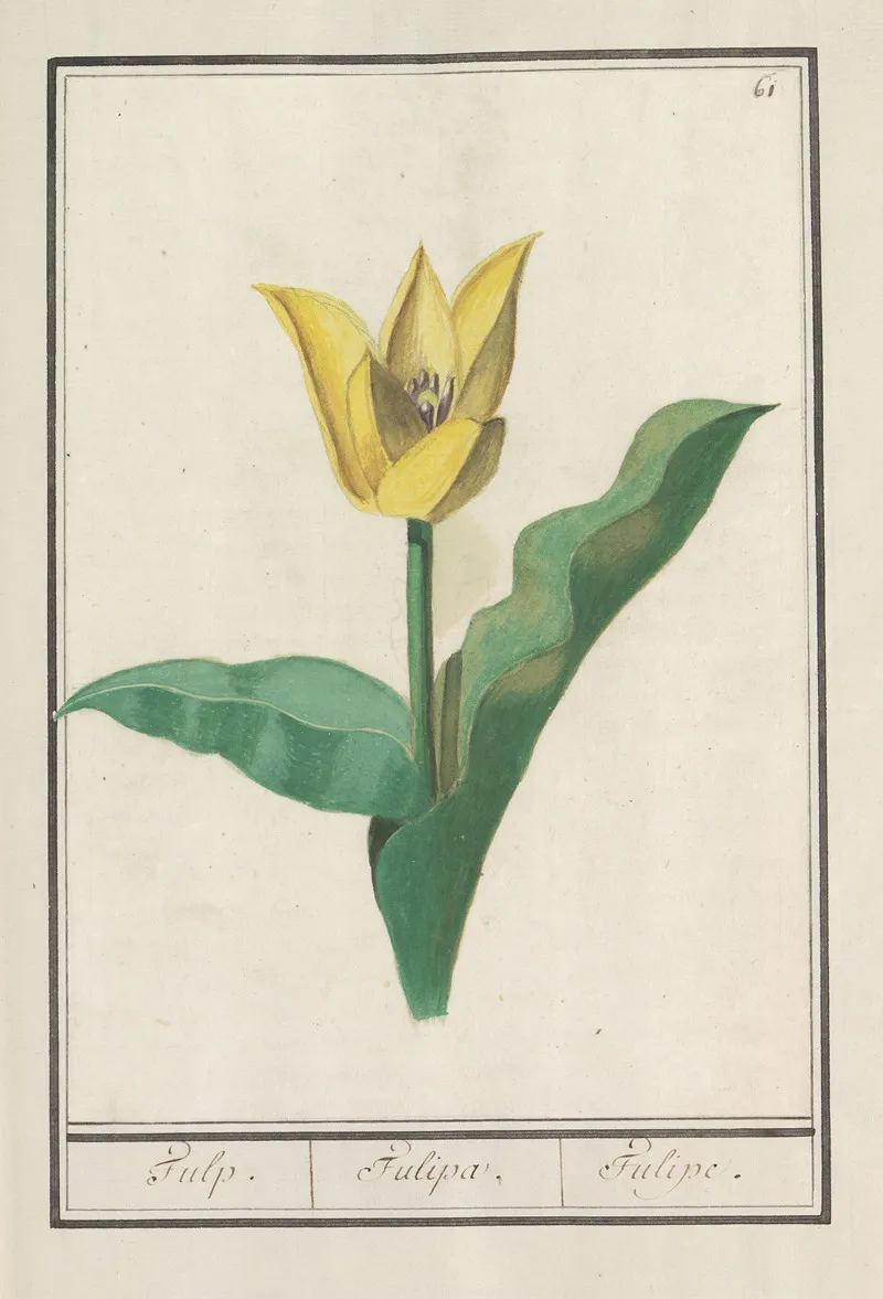 Tulp Tulipa 22 Wall Art by Anselmus Boëtius de Boodt - High-Resolution Digital Print
