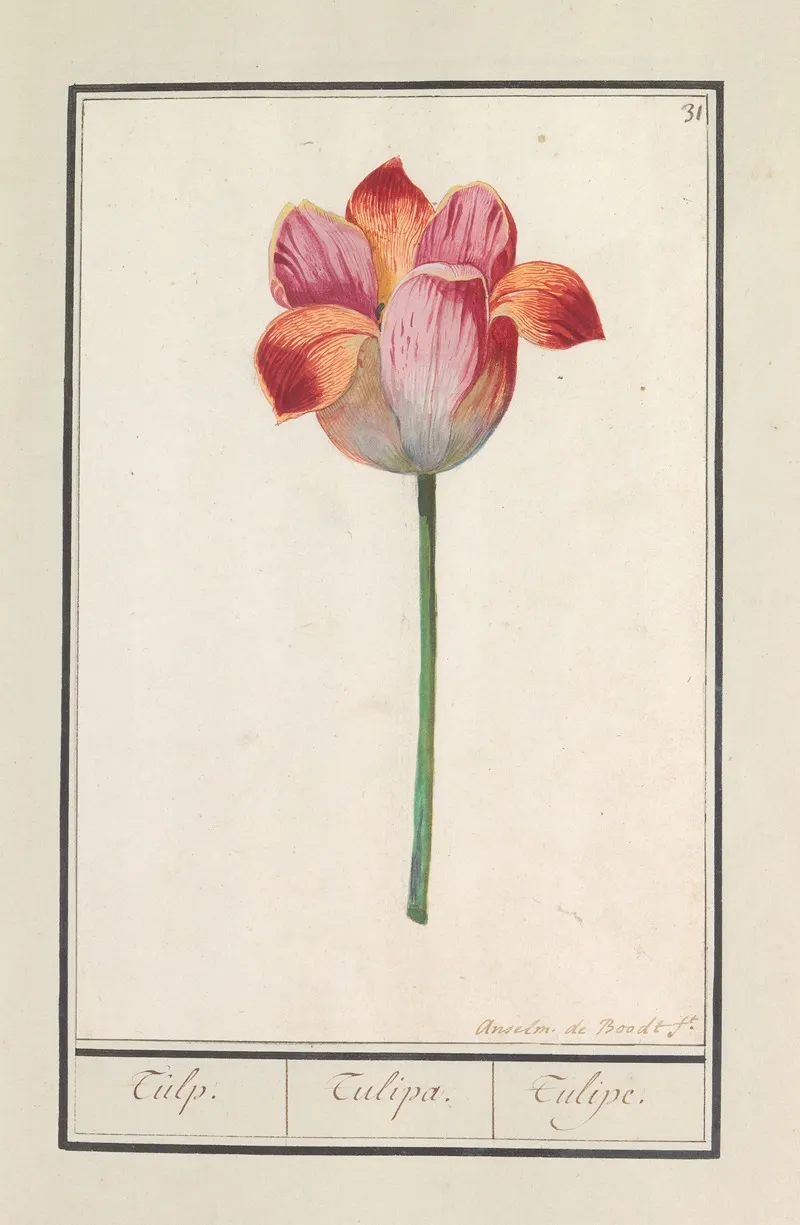 Tulp Tulipa 23 Wall Art by Anselmus Boëtius de Boodt - High-Resolution Digital Print