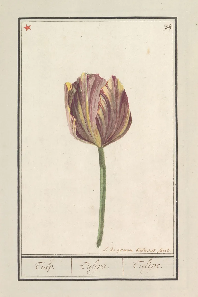 Tulp Tulipa 24 Wall Art by Anselmus Boëtius de Boodt - High-Resolution Digital Print