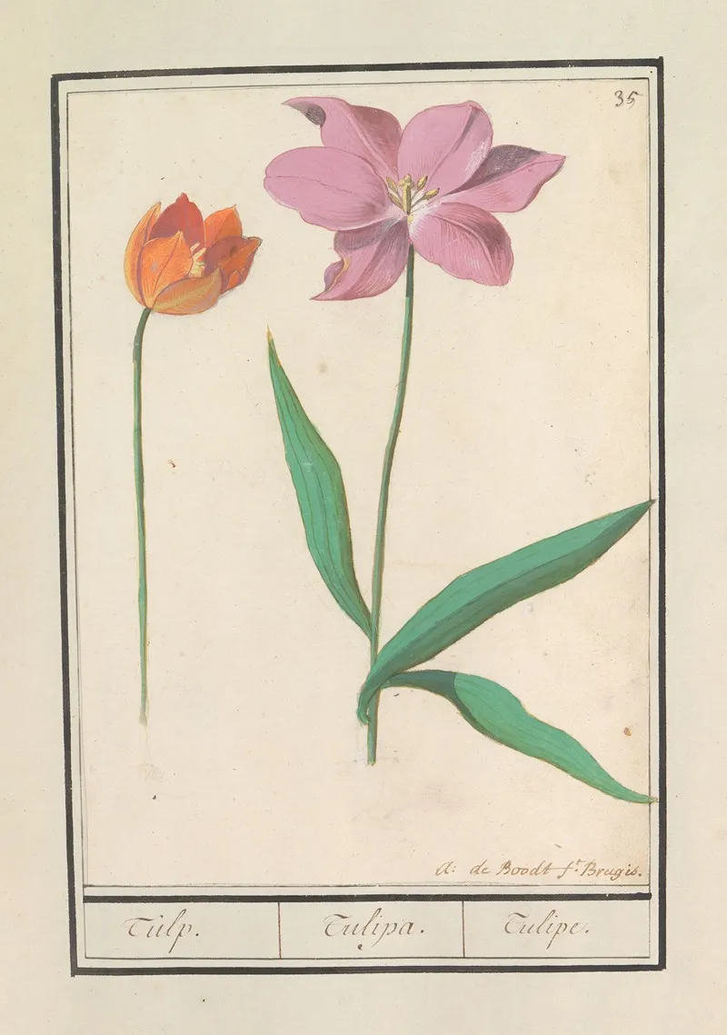 Tulp Tulipa 25 Wall Art by Anselmus Boëtius de Boodt - High-Resolution Digital Print