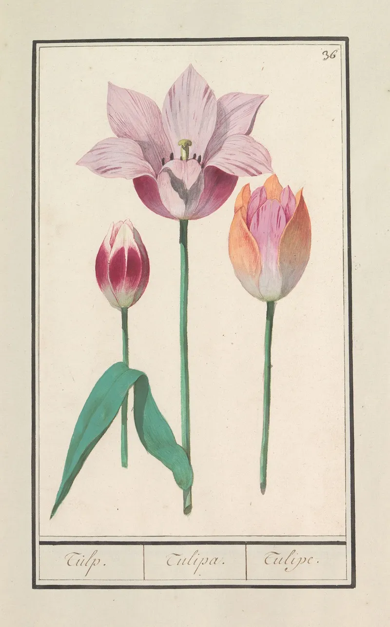 Tulp Tulipa 26 Wall Art by Anselmus Boëtius de Boodt - High-Resolution Digital Print