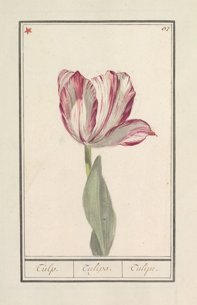 Tulp Tulipa 27 Wall Art by Anselmus Boëtius de Boodt - High-Resolution Digital Print