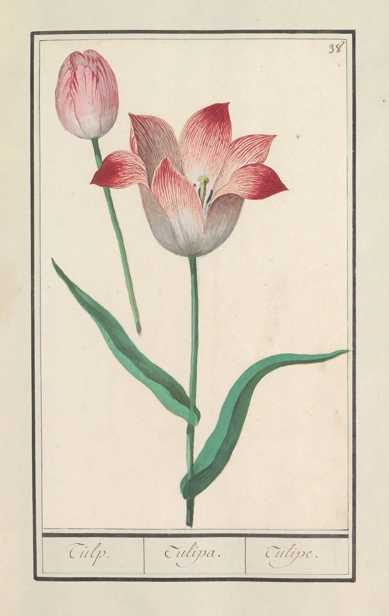 Tulp Tulipa 28 Wall Art by Anselmus Boëtius de Boodt - High-Resolution Digital Print