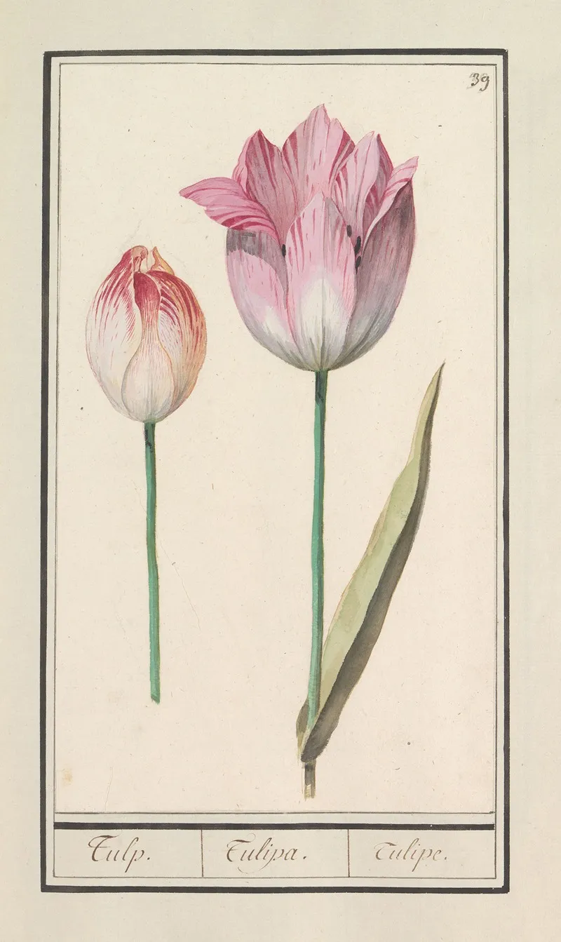 Tulp Tulipa 29 Wall Art by Anselmus Boëtius de Boodt - High-Resolution Digital Print
