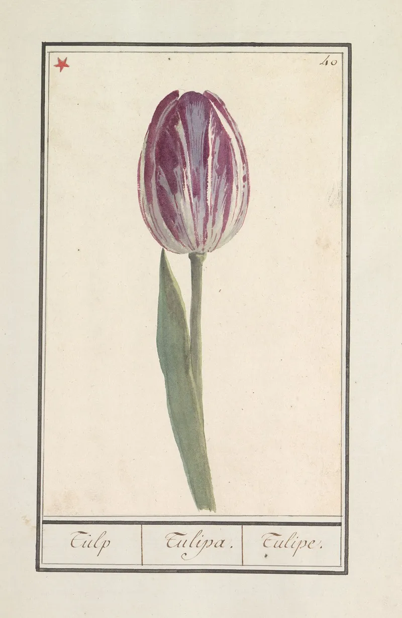 Tulp Tulipa 2 Wall Art by Anselmus Boëtius de Boodt - High-Resolution Digital Print