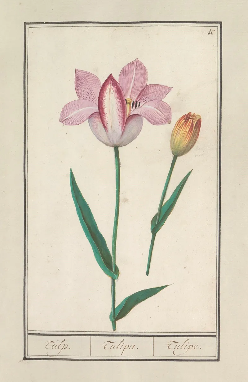 Tulp Tulipa 30 Wall Art by Anselmus Boëtius de Boodt - High-Resolution Digital Print