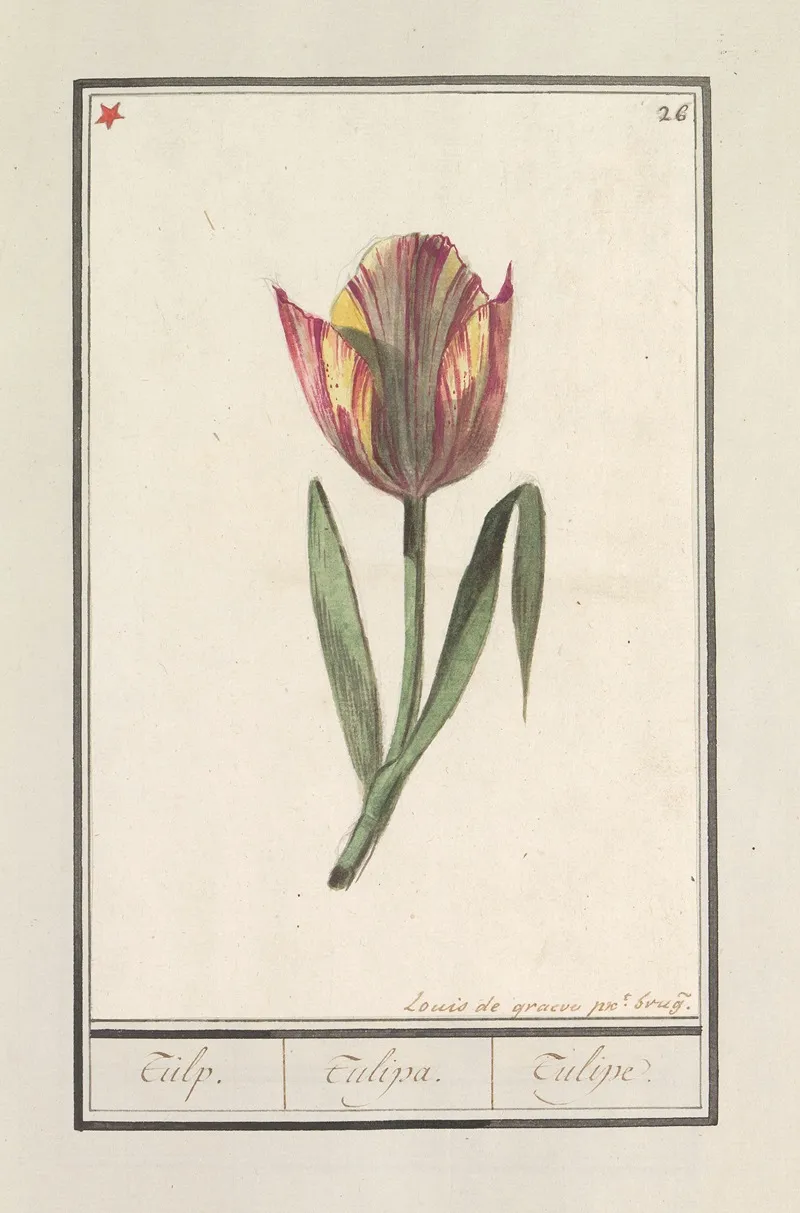 Tulp Tulipa 31 Wall Art by Anselmus Boëtius de Boodt - High-Resolution Digital Print