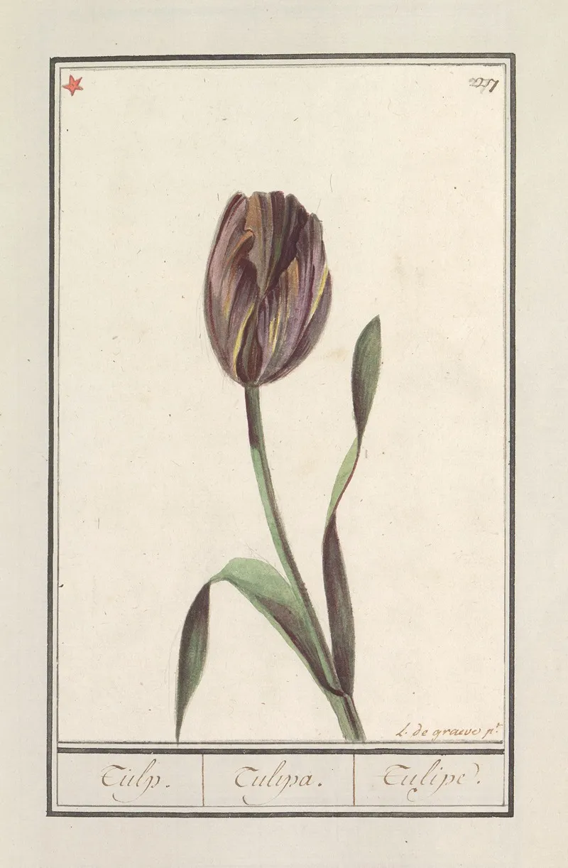 Tulp Tulipa 32 Wall Art by Anselmus Boëtius de Boodt - High-Resolution Digital Print