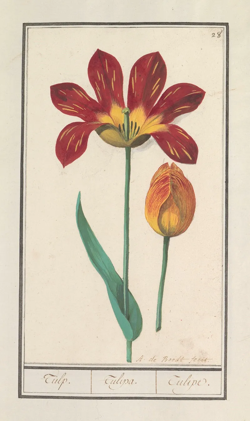Tulp Tulipa 33 Wall Art by Anselmus Boëtius de Boodt - High-Resolution Digital Print