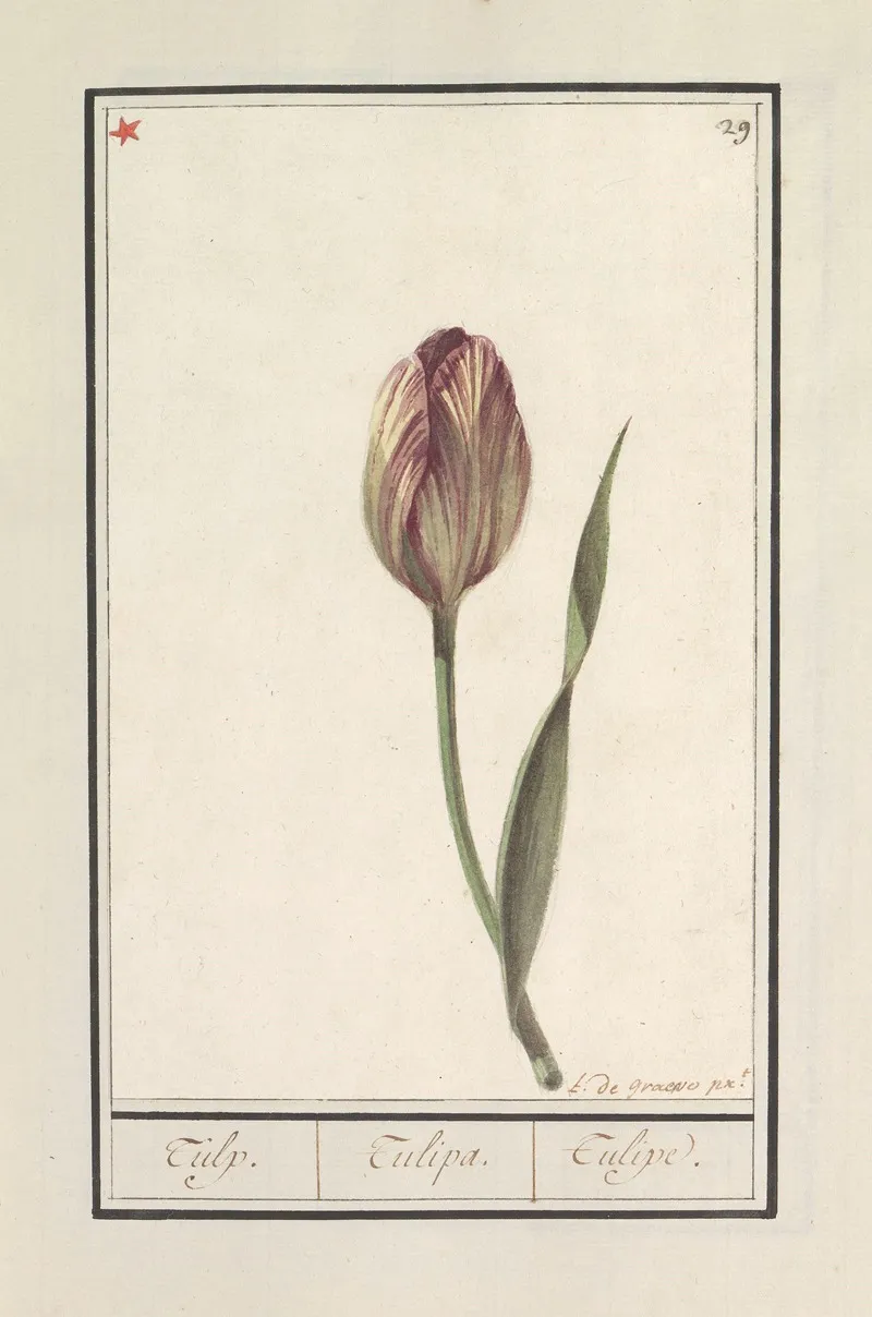 Tulp Tulipa 34 Wall Art by Anselmus Boëtius de Boodt - High-Resolution Digital Print