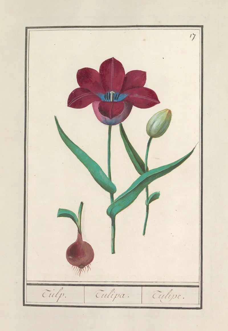 Tulp Tulipa 35 Wall Art by Anselmus Boëtius de Boodt - High-Resolution Digital Print